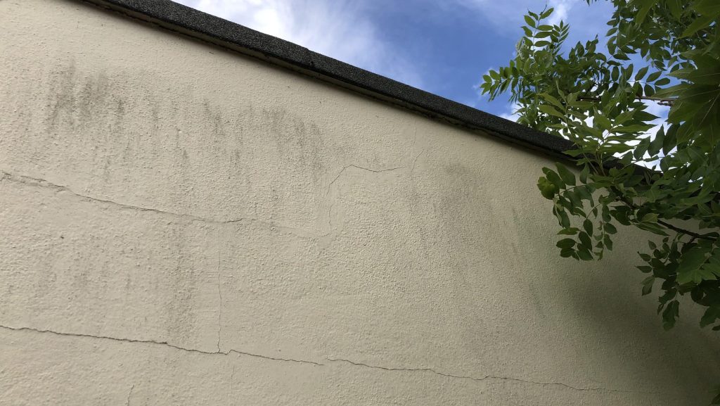 algae on a rendered wall